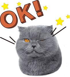 娱乐吃瓜君猫咪老师,娱乐吃瓜君的趣味解读