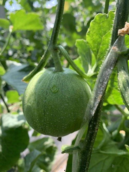 砀山吃瓜娱乐,一场别开生面的吃瓜娱乐盛宴