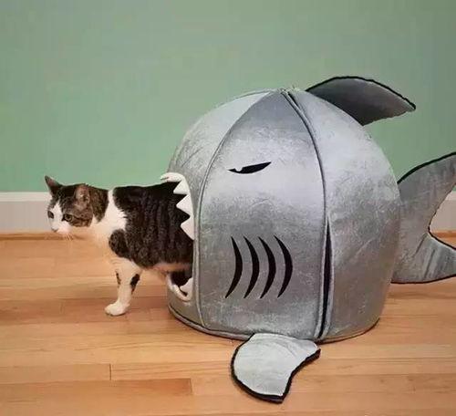 娱乐吃瓜酱改造猫窝,萌宠新居，趣味升级！