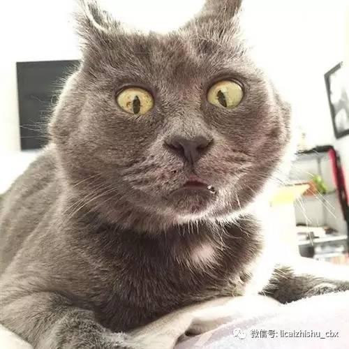 娱乐吃瓜君猫带体检,揭秘明星宠物健康生活