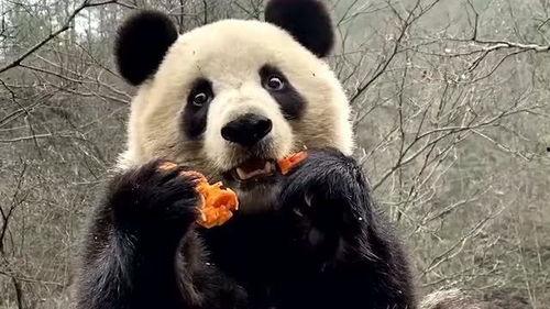 熊猫娱乐吃瓜酱,揭秘娱乐圈幕后故事